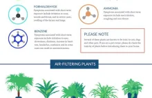 Rośliny doniczkowe oczyszczające powietrze - artykuł + infografika