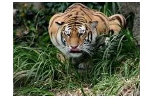 Rośnie liczba tygrysów. Tygrysy w Nepalu mają się coraz lepiej.