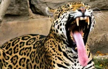 Jaguar świadomie zażywa DMT (Video) [EN]