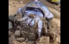 Dziwne stwory mieszkające na plaży