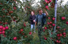 Sadownicy zagrali Putinowi na nosie. Polskie jabłka właśnie jadą do...