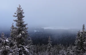 W tym roku na placu Świętego Piotra stanie choinka z Polski!