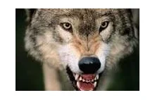 Sanok: Atak wilków w Zarszynie. Urządziły polowanie na pastwisku