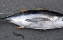 W Japonii został złapany gigantyczny tuńczyk