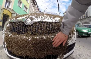Rój pszczół obsiadł auto w centrum miasta [WIDEO
