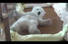 Mały niedźwiadek polarny nie może wstać.