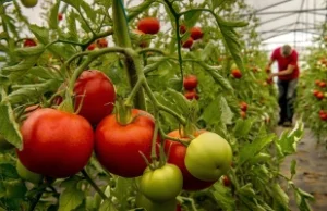 Pomidory zmodyfikowane za pomocą CRISPR będą dawały znacznie wyższy plon