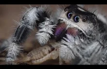Najsłodszy pająk na świecie (｡◕‿‿◕｡)