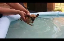 Nauka pływania szczeniak Chihuahua