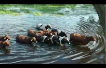 Biebrzański Park Narodowy. Pływające krowy z Brzostowa