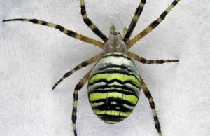 Jadowite pająki - czy w Polsce jest czego się bać?