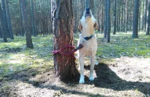 Psiak przywiązany do drzewa! Prośba o pomoc w ustaleniu sprawcy!