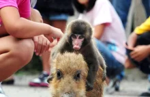 Małpa ucieka na śwince wśród azjatek