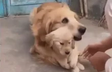 Psia mama broni swojego szczeniaka