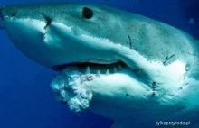 Rekiny i inne morskie zwierzęta chorują na raka