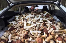 Jednego dnia zebrał 207 kg grzybów.