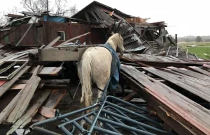 Właściciel konia stanął jak wryty. Zrobił zdjęcie, bo nikt by mu nie uwierzył