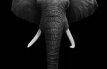 Zaginął Dom :: Śmierć słonia... rzeź w Afryce...
