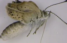 Naukowcy odkryli mutacje u motyli z Fukushimy
