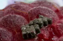 Tajemnicze mikrostruktury na owocu maliny