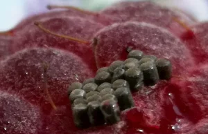 Tajemnicze mikrostruktury na owocu maliny