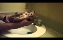 Jak wykąpać kotka?