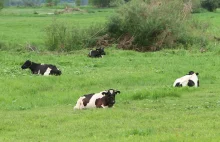 Szczęśliwy finał historii wolnych krów z Deszczna