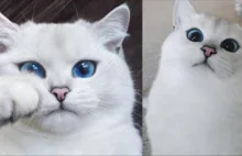Najpiękniejsze kocie oczy, jakie kiedykolwiek widziałam
