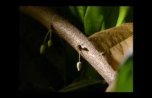 kwitnięcie kakaowca z potworem w tle