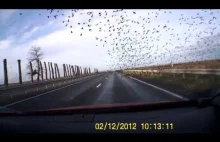 Ptaki na autostradzie