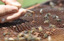 37 milionów pszczół zmarło po opryskach upraw GMO