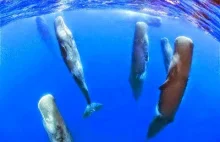 Śpiące wieloryby