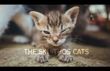 The Skiathos Cats - Film dokumentalny