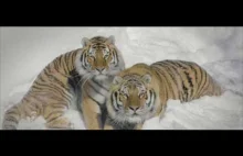 Tygrysy w zimowej scenerii