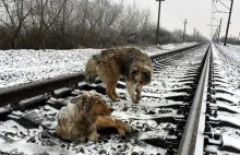 Pies przez 2 dni ratował swoją dziewczynę przed rozjechaniem przez pociąg WIDEO