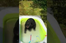 Niedźwiedź wbija do przydomowego basenu ochłodzić się.