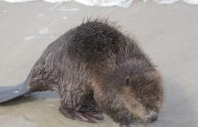 Ten bóbr woli słoną wodę. Dlatego zamieszkał na plaży