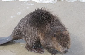 Ten bóbr woli słoną wodę. Dlatego zamieszkał na plaży