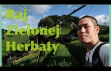 Janusz z Japonii (Kotaro Hisada) o zielonej herbacie z Japonii