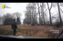 Krowa atakuje policjanta