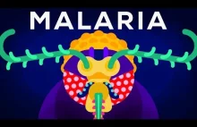 Genetycznie zmienione komary szansą w walce z malarią, wirusem Zika i innymi