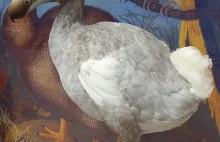 Świetny wykład o wymarłym ptaku dodo