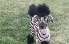 Zebrazoodle - pies uczesany by wyglądać jak zebra