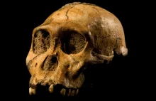 A famous 'ancestor' may be ousted from the human family