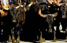 Hiszpania: Szokująca Gonitwa byków w Pampelunie!