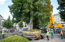 Kraków. Jednak da się w mieście przesadzić wielkie drzewo, zamiast go wyciąć.