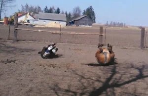 Wiosna w przytulisku. Historia jak to koń i osioł cieszą się z wiosny [WIDEO]