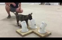 Trening szczeniaka na policyjnego psa antynarkotykowego