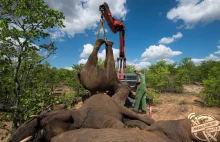 Jak uratować słonie, które uciekły z rezerwatu?