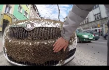 Rój pszczół obsiadł samochód